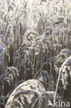 Riet (Phragmites australis)