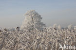 Common Reed (Phragmites australis)
