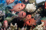 Blotcheye soldierfish (Myripristis murdjan)