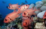 Blotcheye soldierfish (Myripristis murdjan)