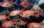 Blotcheye soldierfish (Myripristis murdjan)