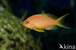 Rode vlaggebaars (Pseudanthias squamipinnis)