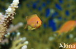 Rode vlaggebaars (Pseudanthias squamipinnis)