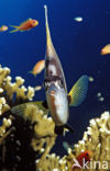 Red sea bannerfish (Heniochus intermedius)