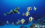 Red sea bannerfish (Heniochus intermedius)