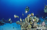 Red sea bannerfish (Heniochus intermedius)