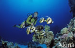 Red sea bannerfish (Heniochus intermedius)