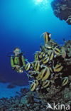 Red sea bannerfish (Heniochus intermedius)