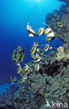 Red sea bannerfish (Heniochus intermedius)