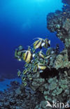 Red sea bannerfish (Heniochus intermedius)