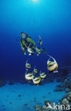 Red sea bannerfish (Heniochus intermedius)