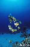 Red sea bannerfish (Heniochus intermedius)