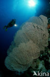 Red sea