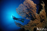 Red sea