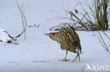 Bittern (Botaurus stellaris)