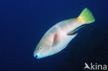 Rusty parrotfish (Scarus ferrugineus)