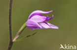 Rood bosvogeltje (Cephalanthera rubra) 