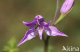 Red Helleborine (Cephalanthera rubra)