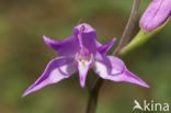 Red Helleborine (Cephalanthera rubra)