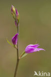 Rood bosvogeltje (Cephalanthera rubra) 