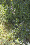 Rood bosvogeltje (Cephalanthera rubra) 
