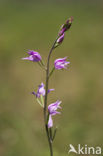 Rood bosvogeltje (Cephalanthera rubra) 