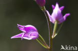 Rood bosvogeltje (Cephalanthera rubra) 