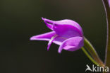 Red Helleborine (Cephalanthera rubra)