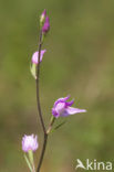Red Helleborine (Cephalanthera rubra)