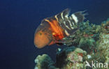 Roodborst lipvis (Cheilinus fasciatus)