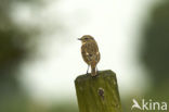 European Stonechat (Saxicola rubicola)