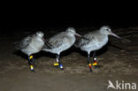 Bar-tailed Godwit (Limosa lapponica)