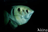 Banded archerfish (Toxotes jaculatrix)