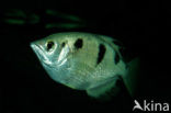 Banded archerfish (Toxotes jaculatrix)