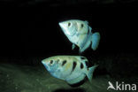 Banded archerfish (Toxotes jaculatrix)