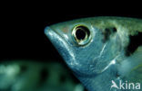 Banded archerfish (Toxotes jaculatrix)