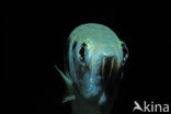 Banded archerfish (Toxotes jaculatrix)