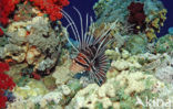 Sierlijke koraalduivel (Pterois radiata)