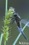 Sierlijke witsnuitlibel (Leucorrhinia caudalis) 