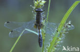 Sierlijke witsnuitlibel (Leucorrhinia caudalis) 