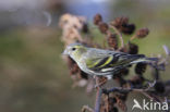 Eurasian Siskin (Carduelis spinus)