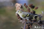 Eurasian Siskin (Carduelis spinus)