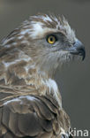 Short-toed Eagle (Circaetus gallicus)