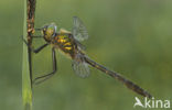 Smaragdlibel (Cordulia aenea)