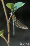 Smaragdlibel (Cordulia aenea)