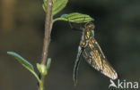 Smaragdlibel (Cordulia aenea)