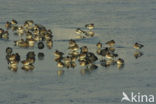 Wigeon (Anas penelope)