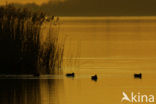 Wigeon (Anas penelope)