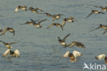 Wigeon (Anas penelope)