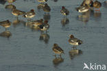 Wigeon (Anas penelope)